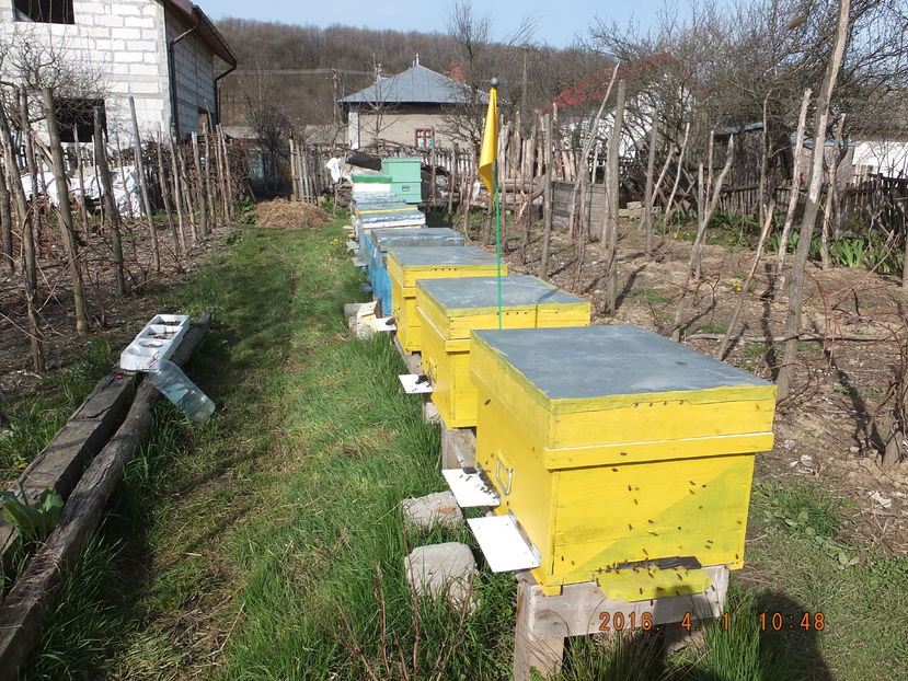 DSCF 3930; 1 aprilie 2016, o zi in care vremea nu ne a pacalit.
