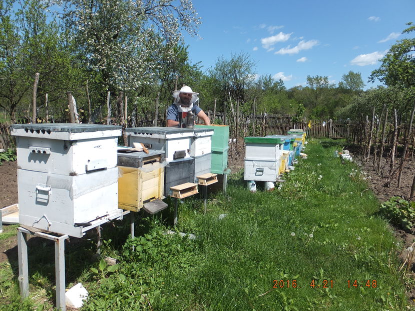 DSCF 4088; Inflorise %u015Fi m%u0103rul.
