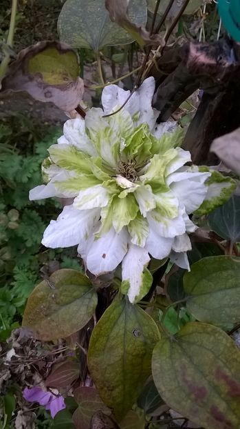  - CLEMATITE