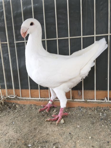 F2015 D; Femela achizitionata de la Rux88
