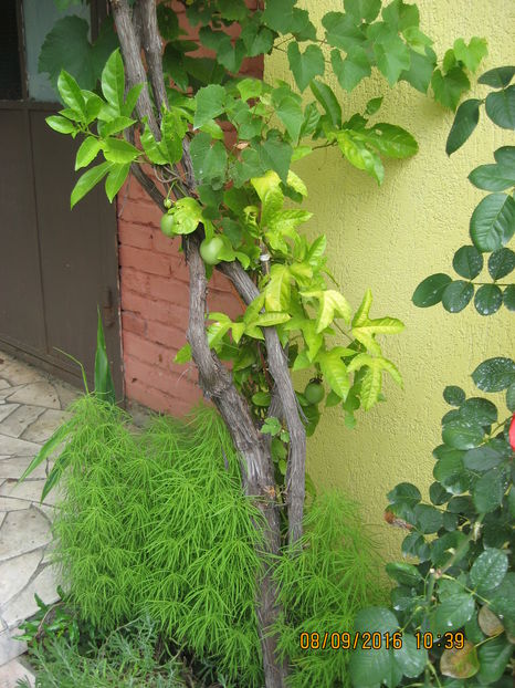 Picture 7202 - Passiflora eludis- Maracuya