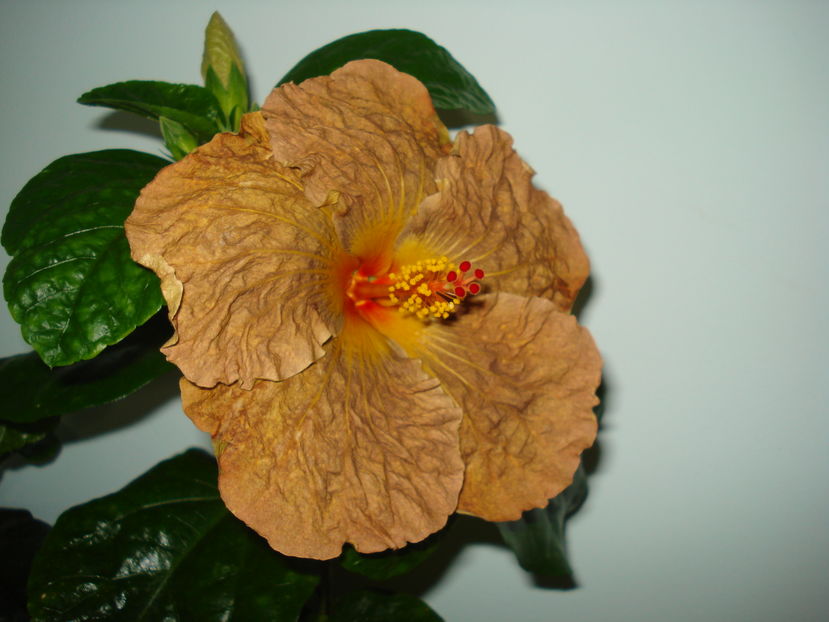  - Hibiscus Topaz Glory