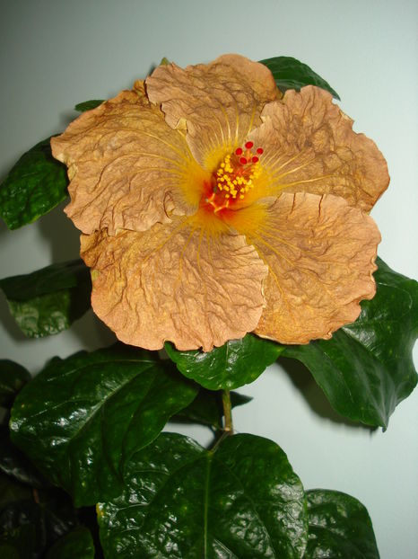  - Hibiscus Topaz Glory