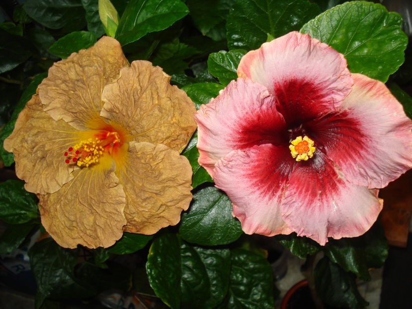  - Hibiscus Topaz Glory