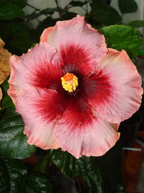  - Hibiscus Plumm Pizzaz