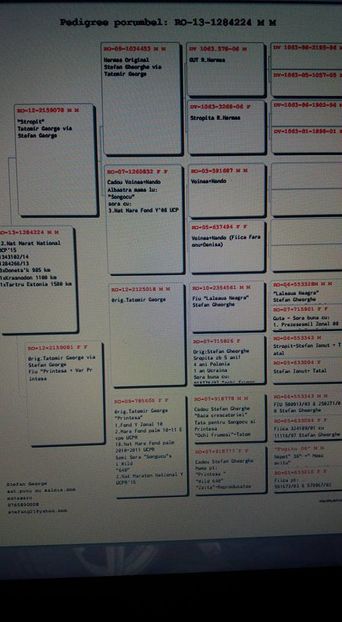 pedigreu '224 Stefan George 100% Tatomir George; Parintii acestui porumbel sunt reprodusi de mine!

