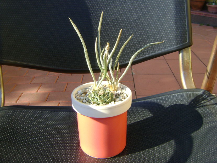 Digitostigma caput-medusae & Obregonia denegrii