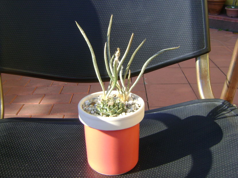 Digitostigma caput-medusae & Obregonia denegrii