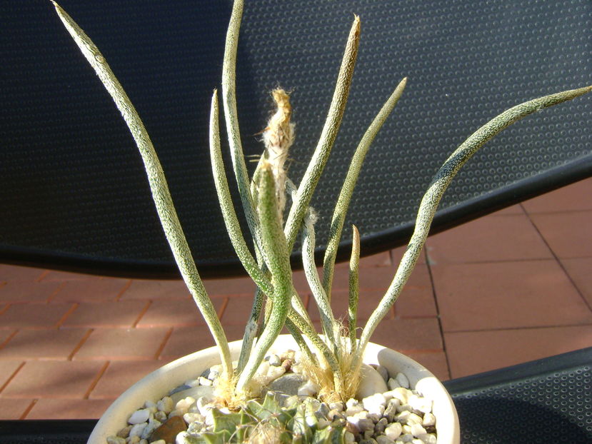 Digitostigma caput-medusae, detaliu