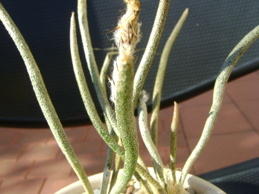 Digitostigma caput-medusae, detaliu