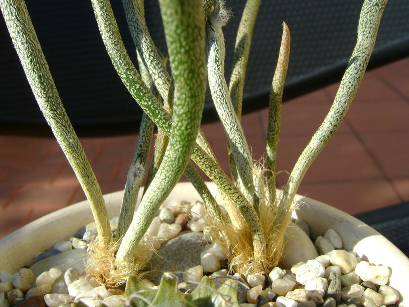 Digitostigma caput-medusae, detaliu