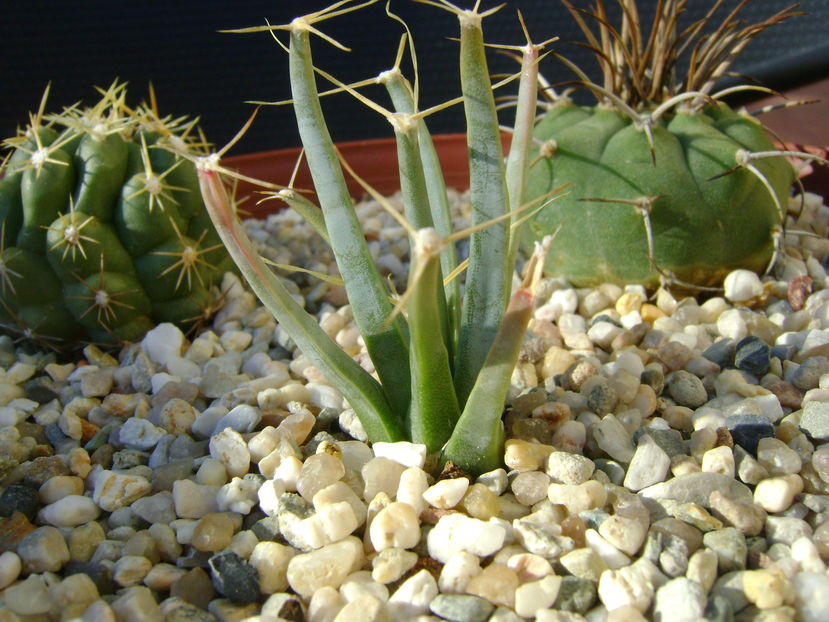 Leuchtenbergia principis