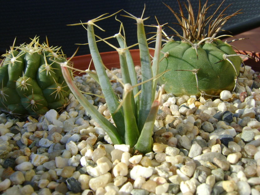 Leuchtenbergia principis