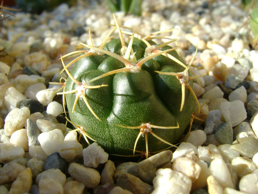 Gymnocalycium monvillei