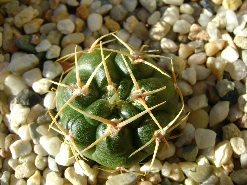 Gymnocalycium monvillei