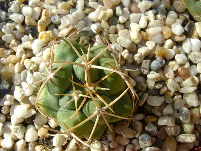 Thelocactus hexaedrophorus
