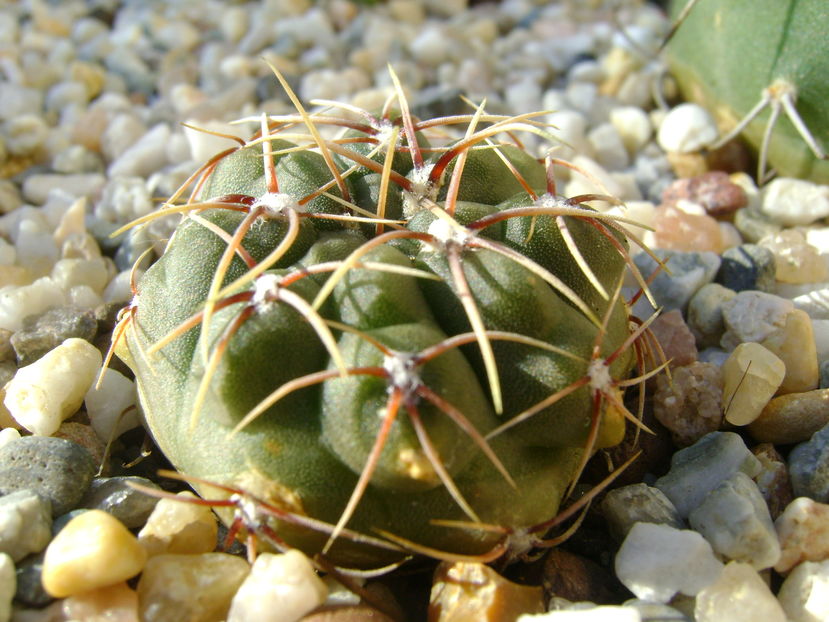 Gymnocalycium gibbosum