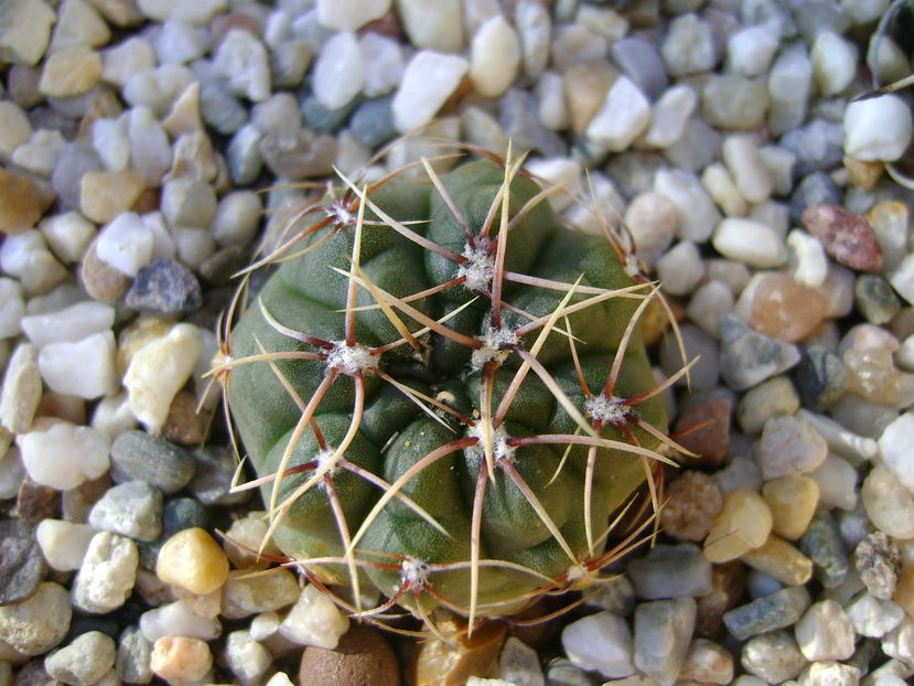 Gymnocalycium gibbosum