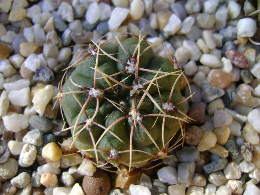 Gymnocalycium gibbosum
