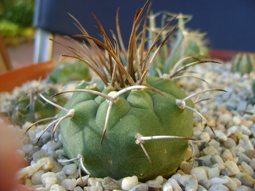 Matucana madisoniorum