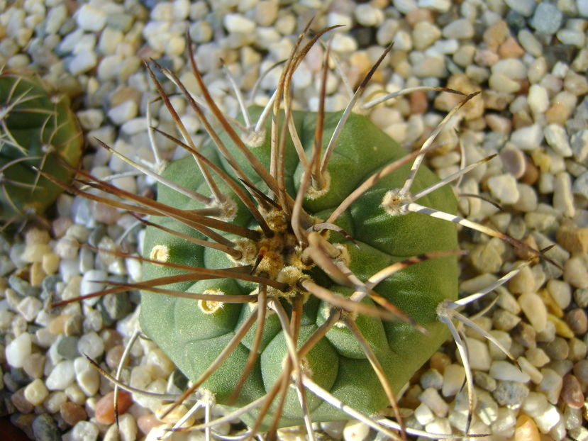 Matucana madisoniorum