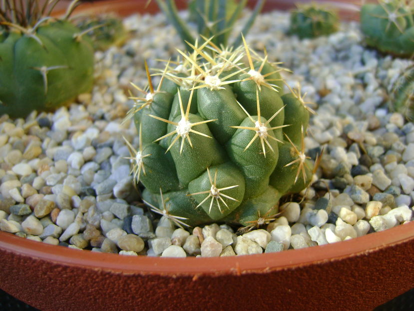 Thelocactus leucacanthus