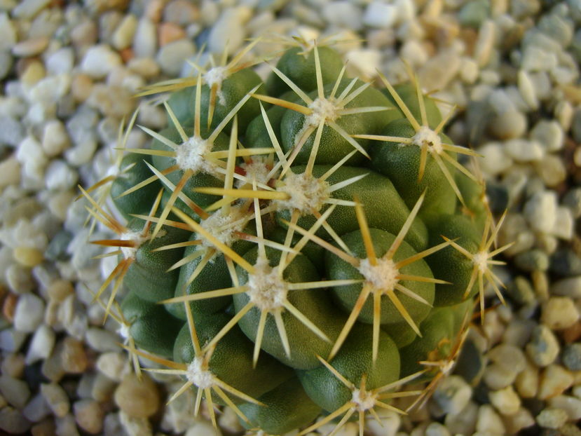 Thelocactus leucacanthus