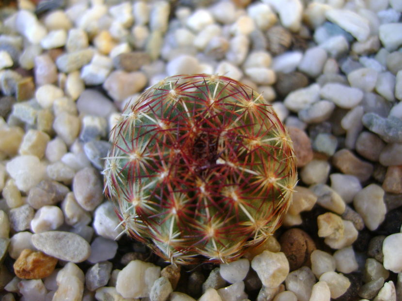 Echinocereus viridiflorus