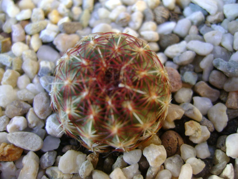 Echinocereus viridiflorus