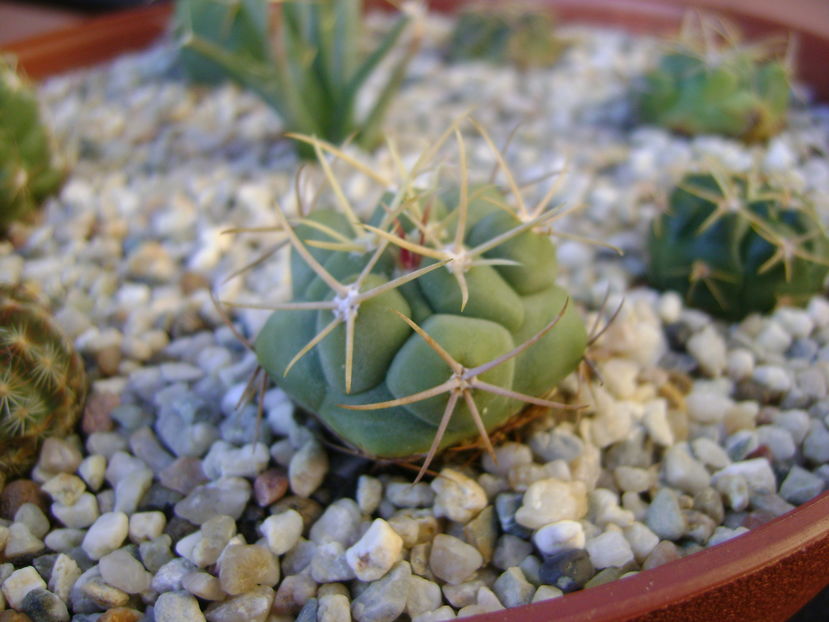 Thelocactus hexaedrophorus