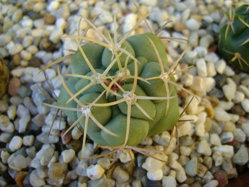 Thelocactus hexaedrophorus