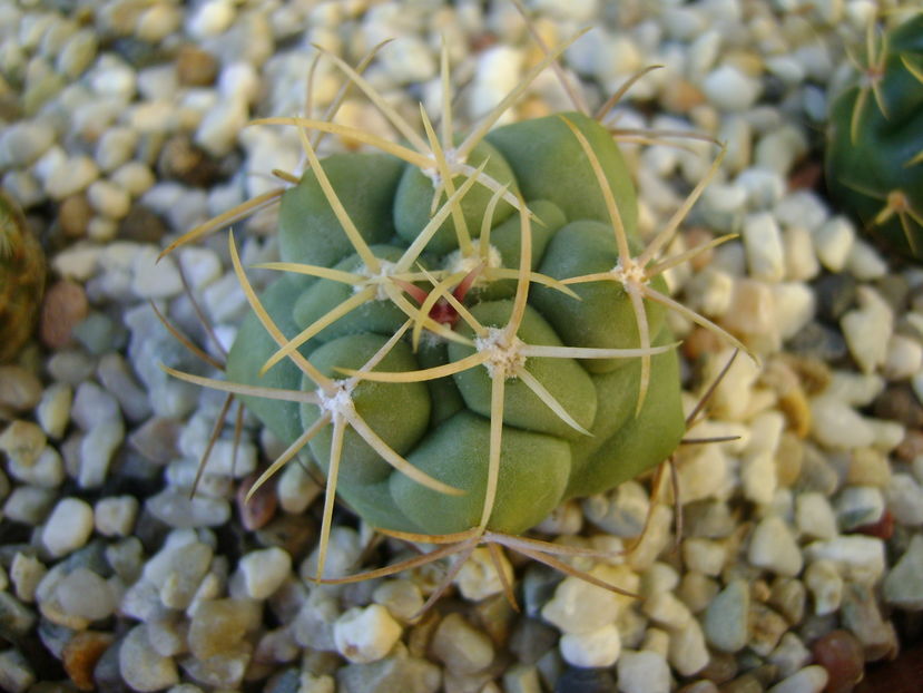 Thelocactus hexaedrophorus