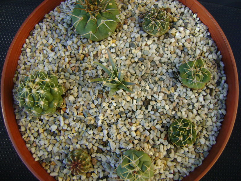 Grup de 8 cactusi; Leuchtenbergia principis
Thelocactus hexaedrophorus, 2 ex.
Thelocactus leucacanthus
Matucana madisoniorum
Gymnocalycium monvillei 
Gymnocalycium gibbosum
Echinocereus viridiflorus
