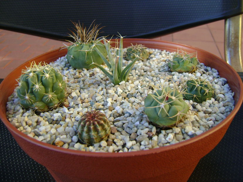 Grup de 8 cactus; Leuchtenbergia principis
Thelocactus hexaedrophorus, 2 ex.
Thelocactus leucacanthus
Matucana madisoniorum
Gymnocalycium monvillei 
Gymnocalycium gibbosum
Echinocereus viridiflorus

