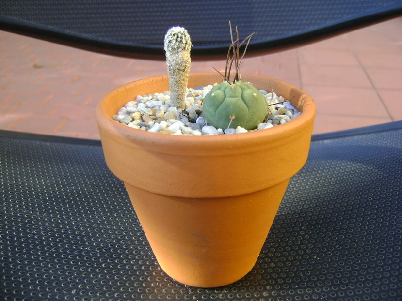 Turbinicarpus pseudopectinatus & Matucana madisoniorum