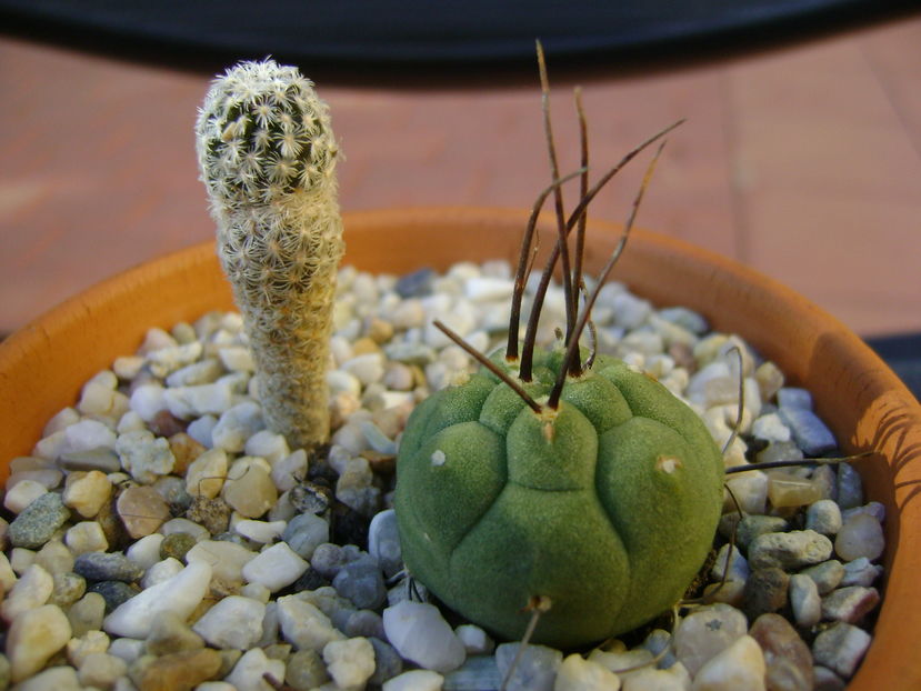 Turbinicarpus pseudopectinatus & Matucana madisoniorum