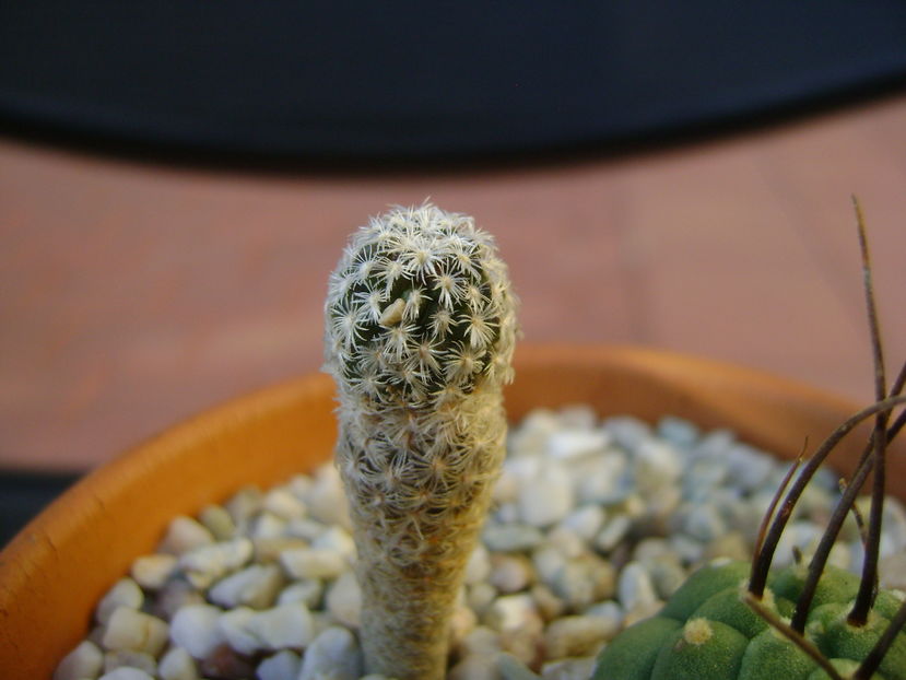 Turbinicarpus pseudopectinatus