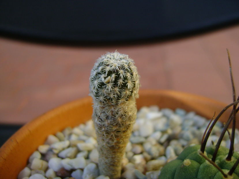 Turbinicarpus pseudopectinatus