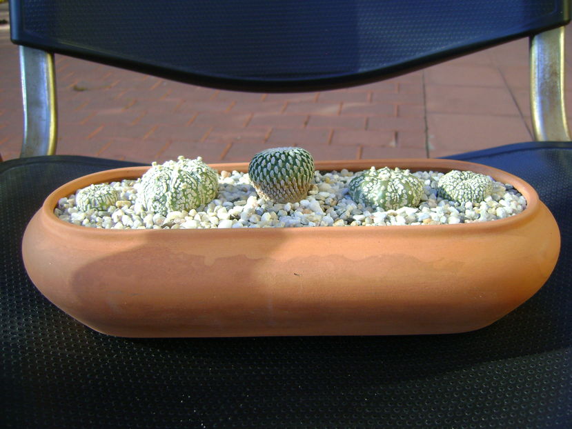 Turbinicarpus pseudopectinatus & Astrophytum asterias cv. Super Kabuto, 4 ex.