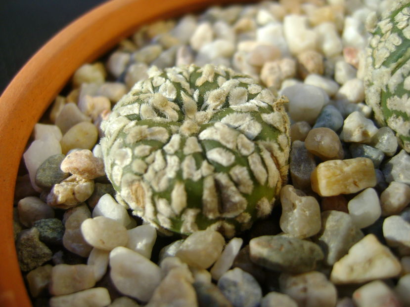 Astrophytum asterias cv. Super Kabuto