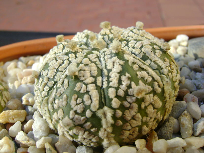 Astrophytum asterias cv. Super Kabuto