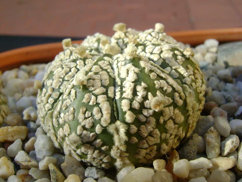 Astrophytum asterias cv. Super Kabuto