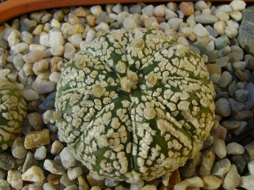 Astrophytum asterias cv. Super Kabuto