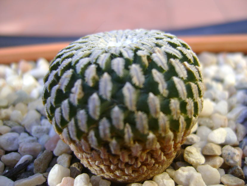 Turbinicarpus pseudopectinatus