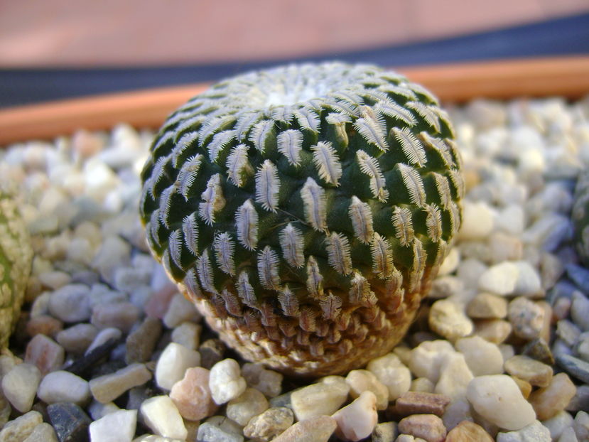 Turbinicarpus pseudopectinatus