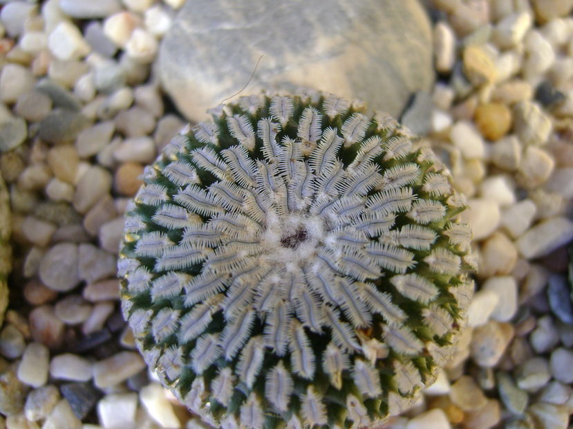 Turbinicarpus pseudopectinatus