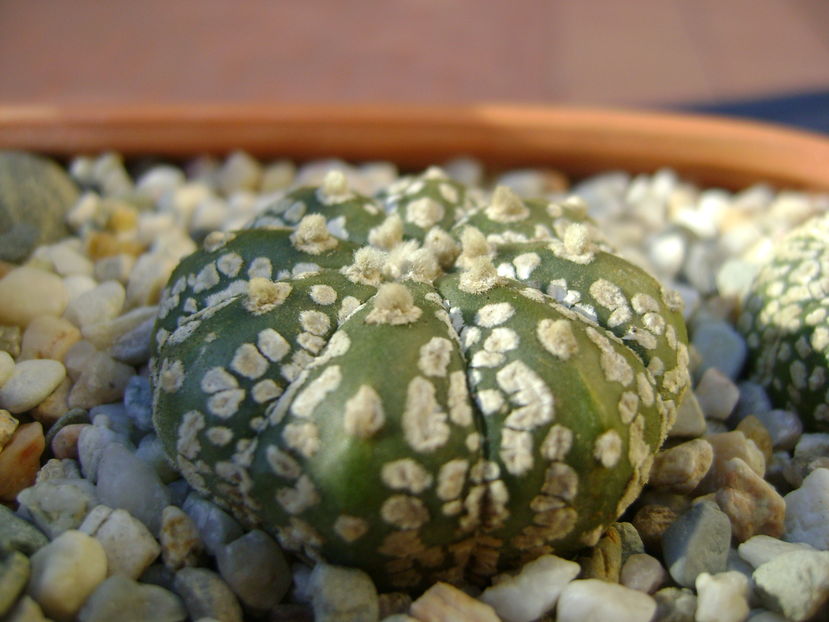 Astrophytum asterias cv. Super Kabuto
