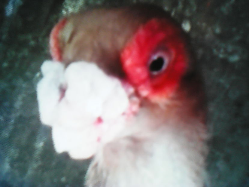  - CARUNCULATII  AUTOHTONI