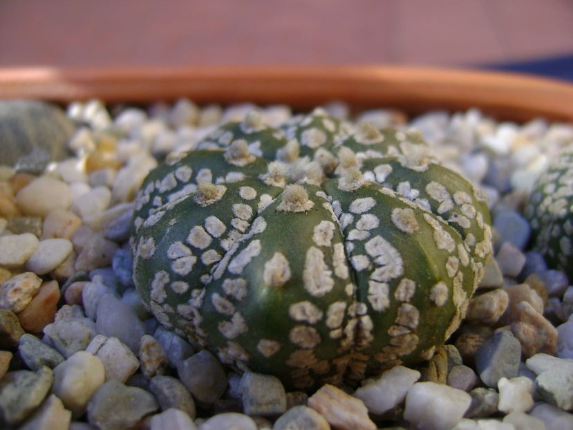Astrophytum asterias cv. Super Kabuto