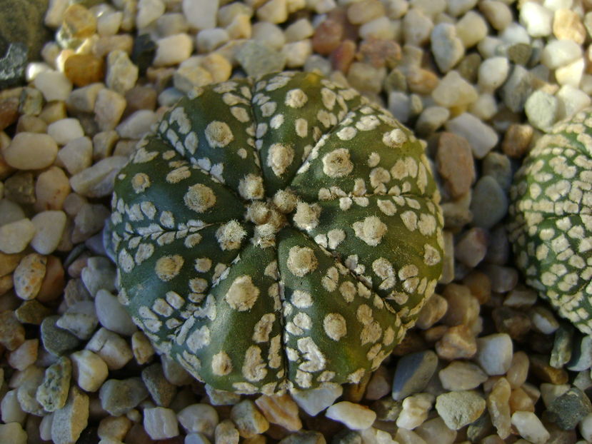 Astrophytum asterias cv. Super Kabuto